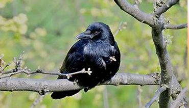 Zwarte kraai / Shutterstock