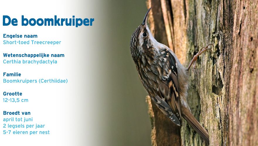 boomkruiper paspoort tuinvogelcursus