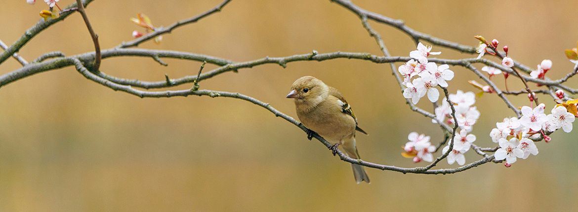 Vink / Sacha Bijkerk