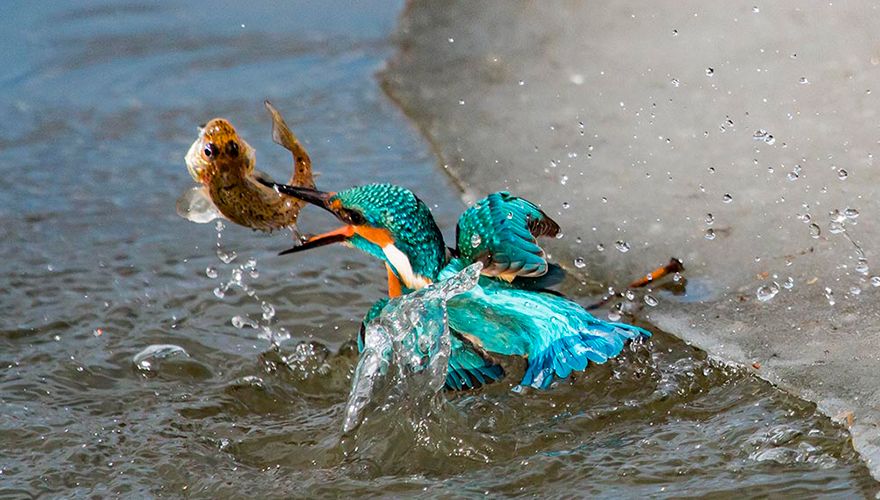 IJsvogel / Ruud Bot (Fotogalerij)