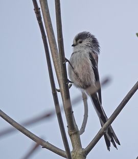 druk met het maken van nestje
