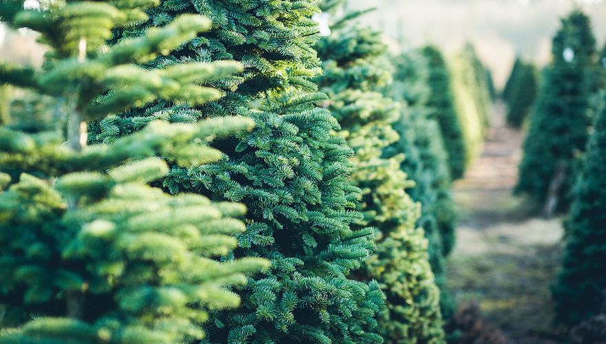 Kerstbomen / Shutterstock