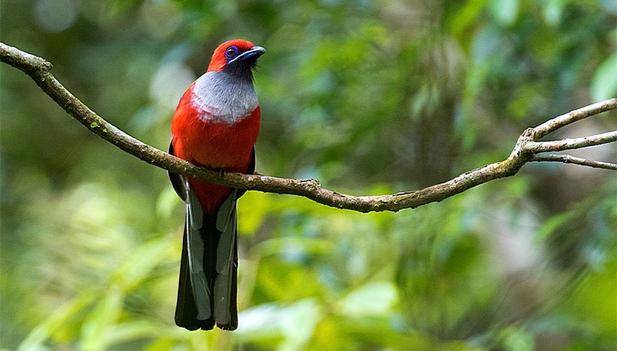 Whiteheads Trogon / Daniel Lopez Velasco AGAMI