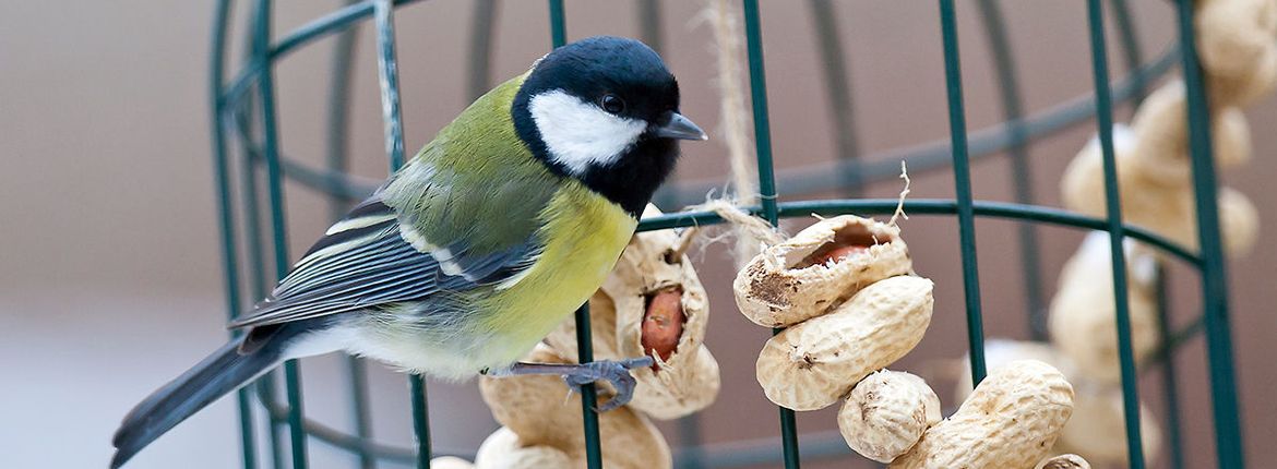 Hoe voer je vogels? Vogelbescherming