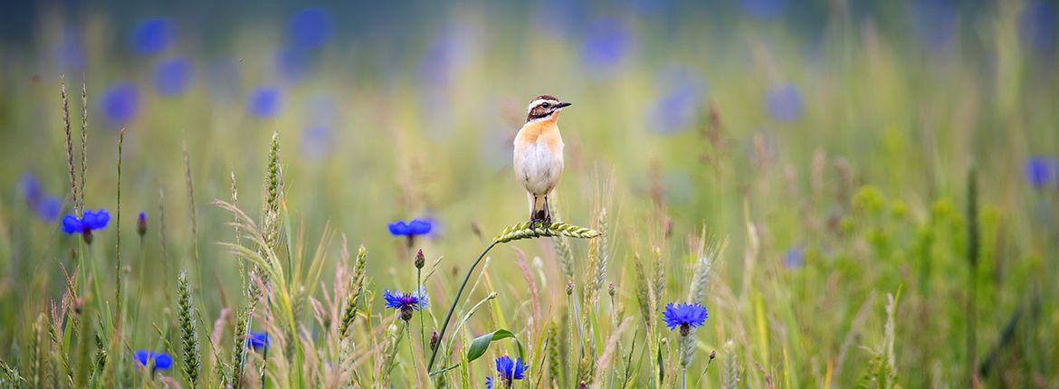 Paapje / Shutterstock