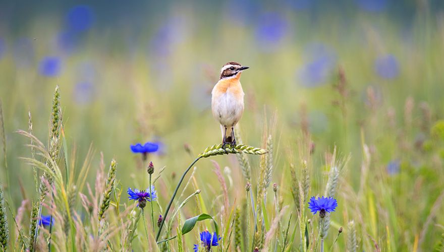 Paapje / Shutterstock