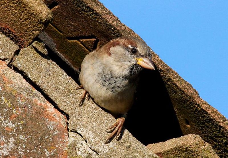 Huismus / Shutterstock