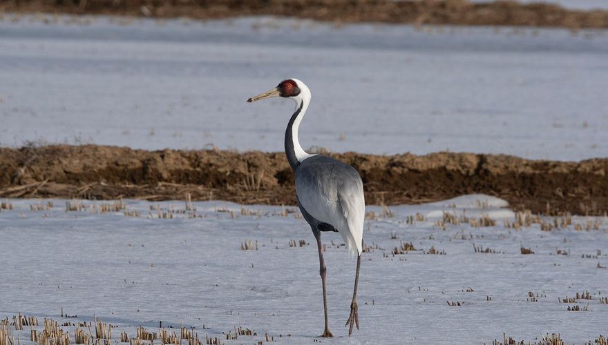 Grus vipio / Victor Heijke