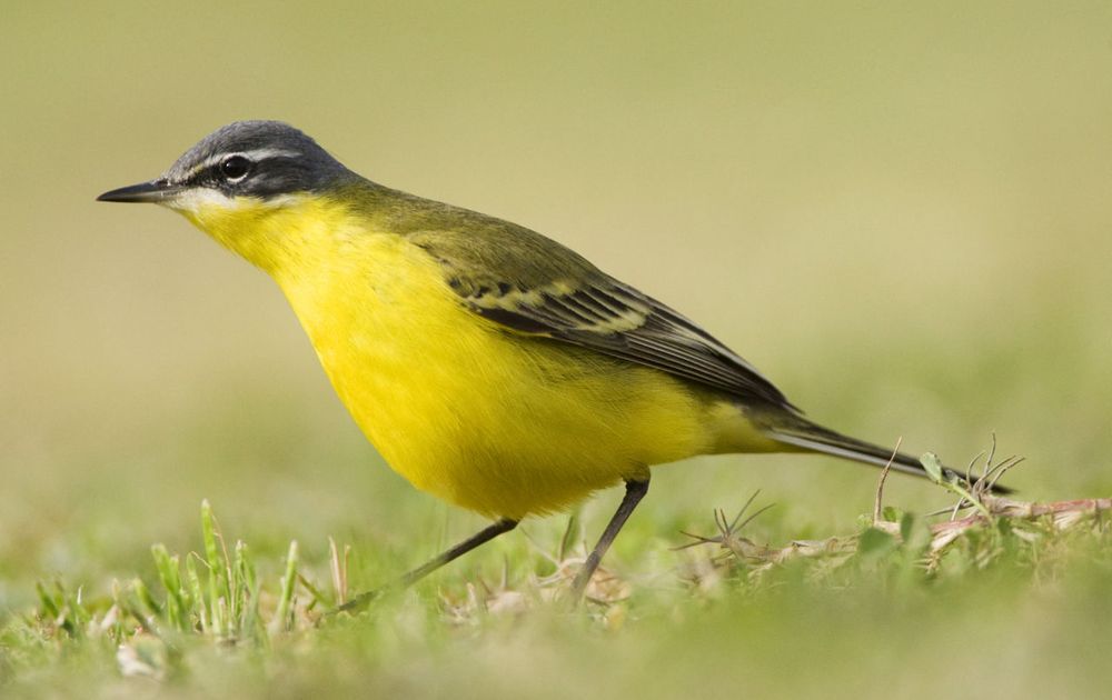 De controle krijgen haat Aannemelijk Gele kwikstaart | Vogelbescherming