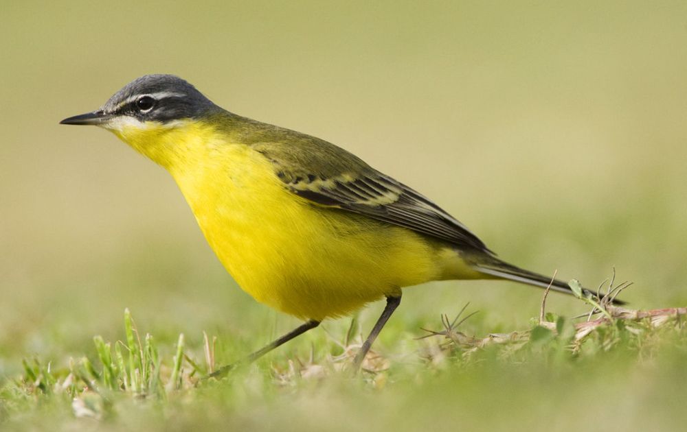 Keelholte Vlucht condoom Gele kwikstaart | Vogelbescherming