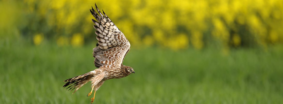 Grauwe kiekendief / Shutterstock