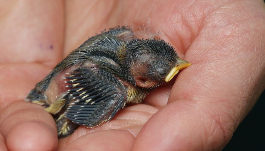 Jonge vogel uit nest gevallen / Shutterstock
