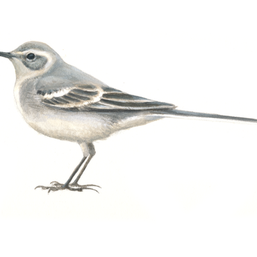 Citroenkwikstaart juveniel / Elwin van der Kolk