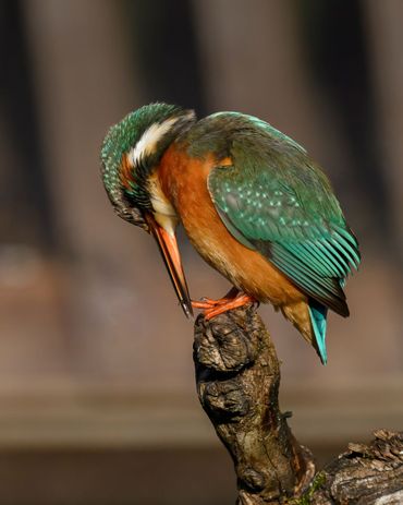 IJsvogel - Peter Fonhof - Vogelfotogalerij