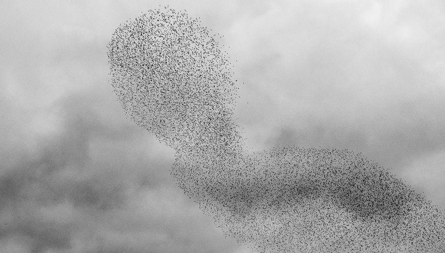 Spreeuwenwolk / Hans Peeters