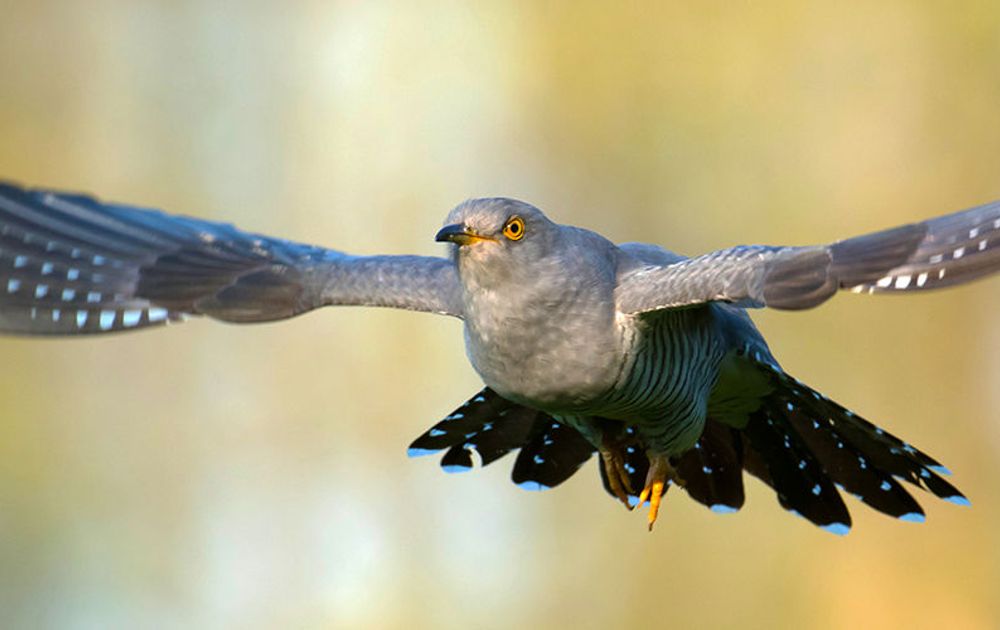 De roep van de koekoek | Vogelbescherming