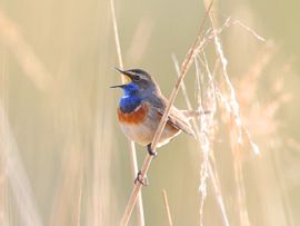 Blauwborst zingt het hoogste lied