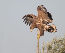 Balanceren op een dunne tak.