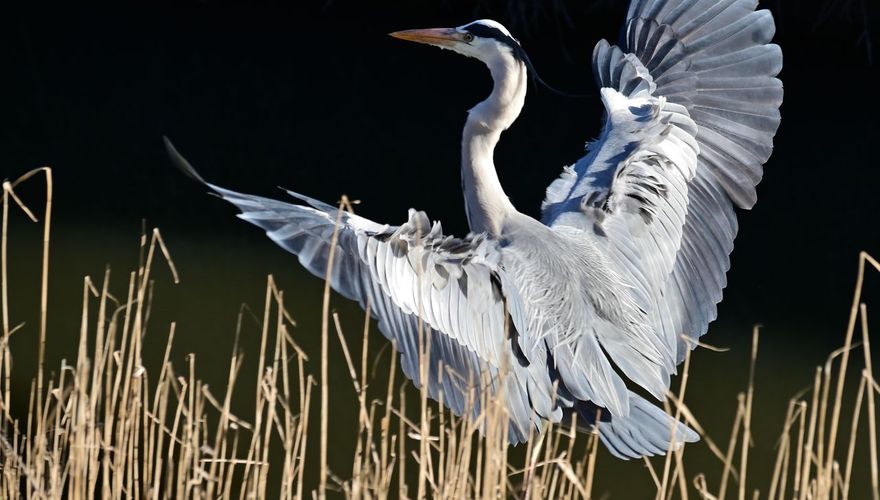 Blauwe reiger / Marcel Setelman