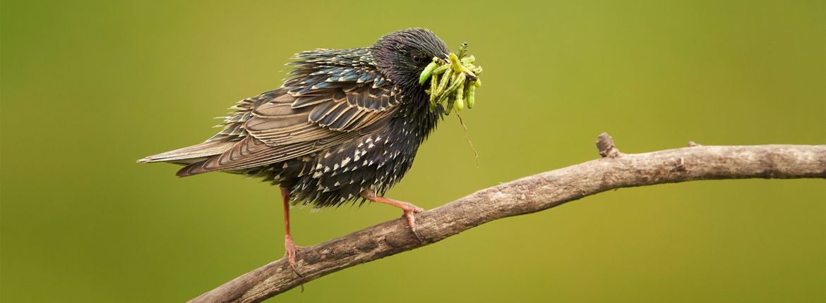 Zwembad ding schermutseling Mogen jonge vogels pinda(kaas) eten? | Vogelbescherming