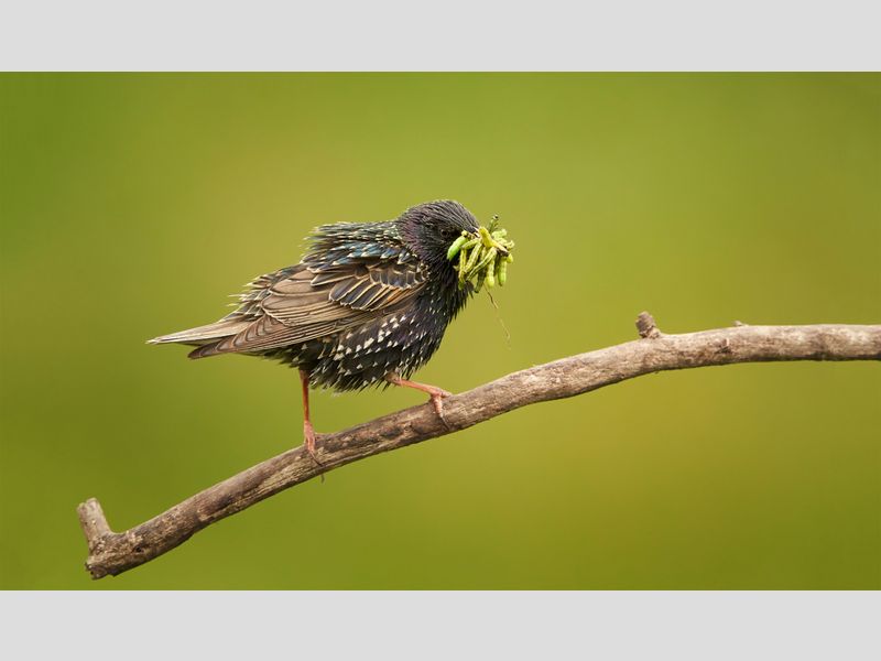 Mogen jonge vogels pinda(kaas) eten
