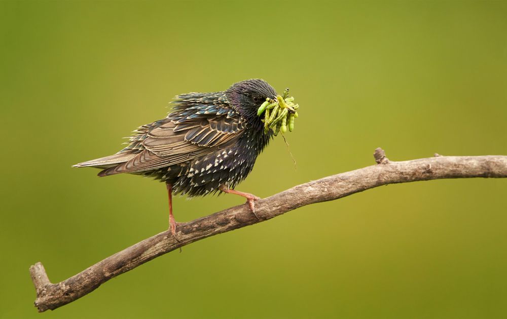 Zwembad ding schermutseling Mogen jonge vogels pinda(kaas) eten? | Vogelbescherming