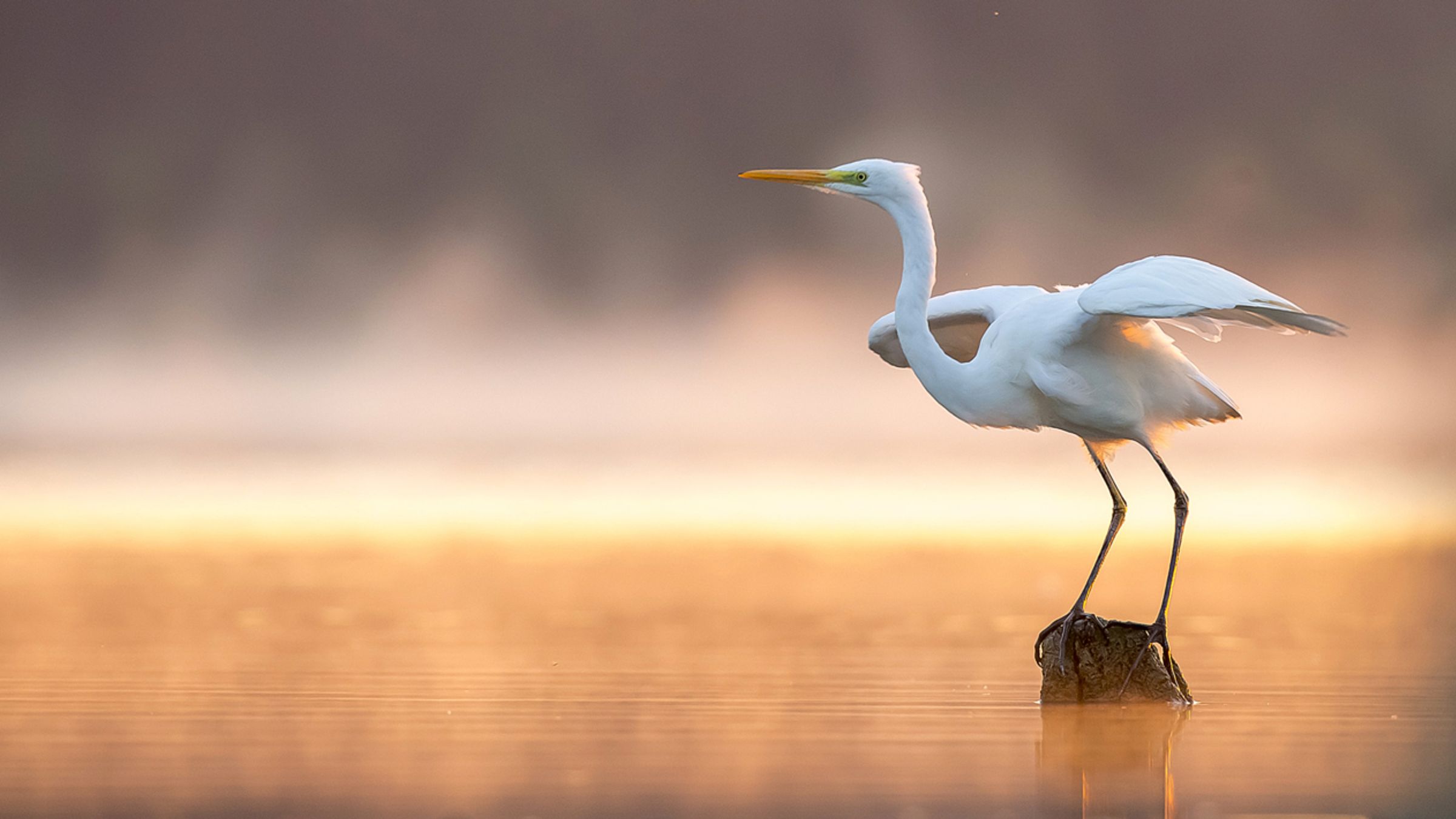 Grote zilverreiger / Shutterstock