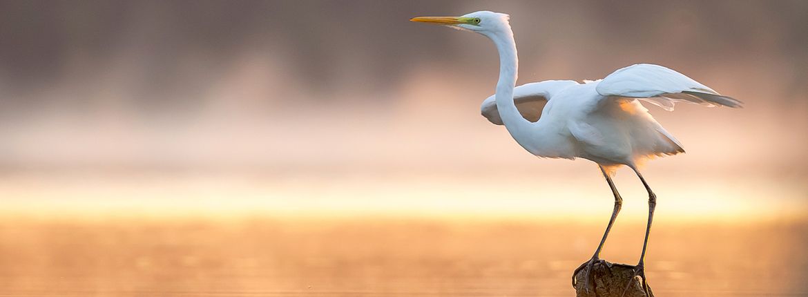 Grote zilverreiger / Shutterstock