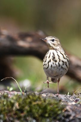 boompieper marcheert