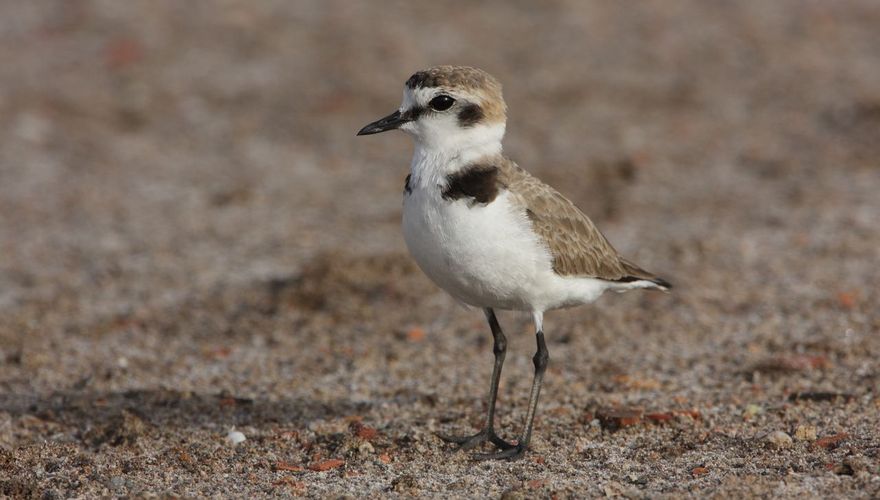 Strandplevier / Ad Sprang