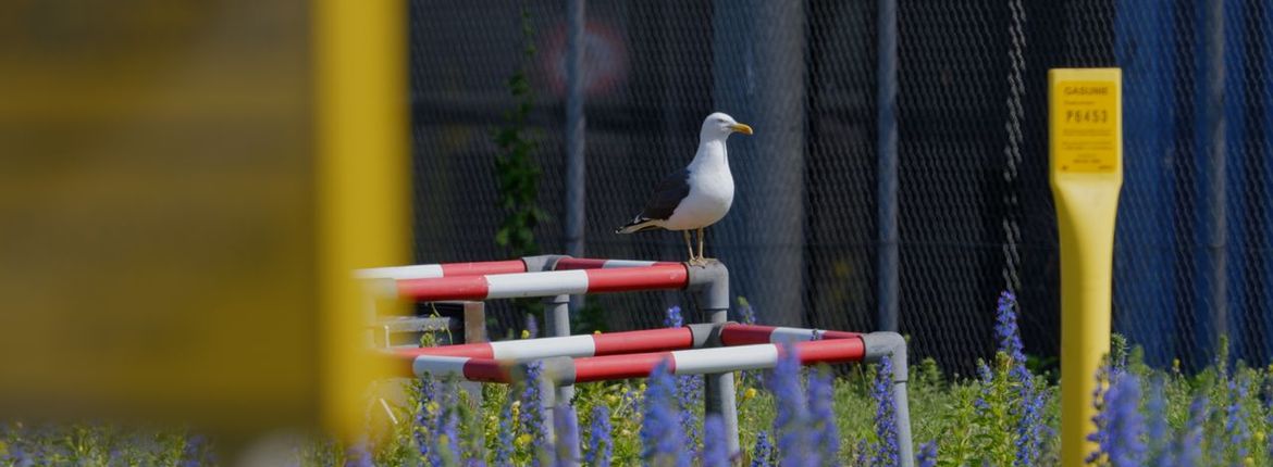 Meeuw in de haven / Bob van Bruggen, IJsbreker TV