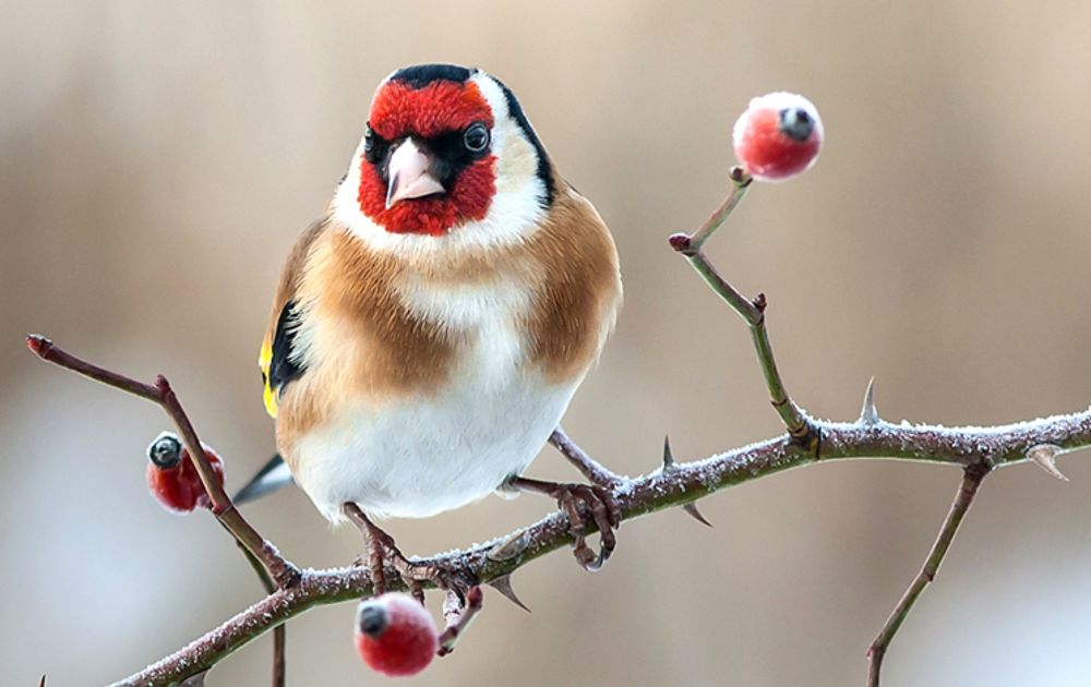Help De Vogels De Winter Door Vogelbescherming | Hot Sex Picture
