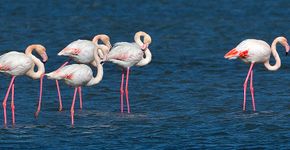 Flamingo / Shutterstock