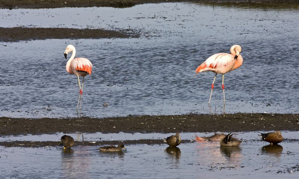 Chileense flamingo / Marc Guyt Agami