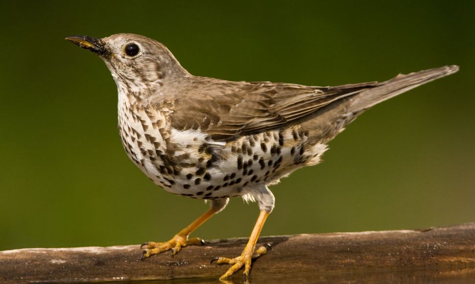 Grote Lijster | Vogelbescherming