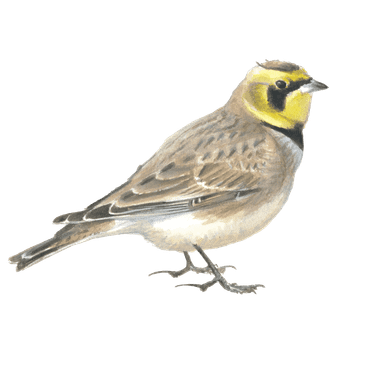 Strandleeuwerik / Elwin van der Kolk