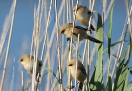 Kleine Baardmannetjes in de avondzon op Texel
