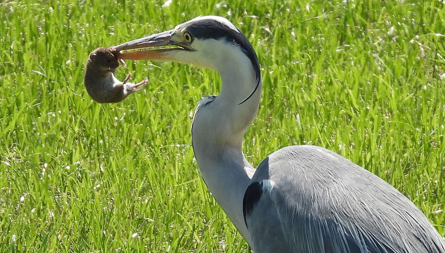 Blauwe reiger met veldmuis / Paul Suijk