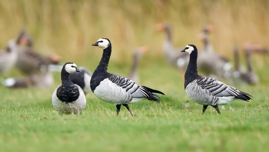 Brandgans  / Shutterstock