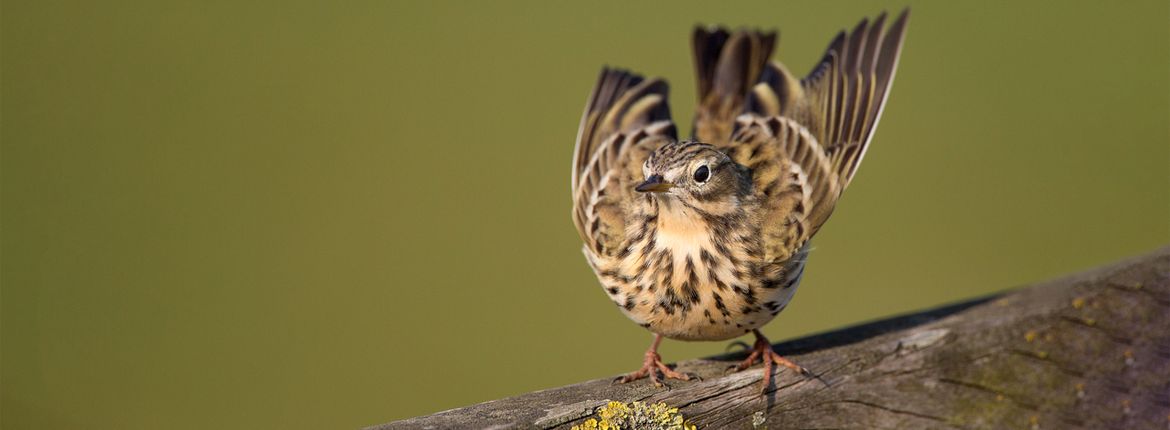 Graspieper / Shutterstock