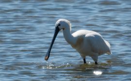 Lepelaar op Vlieland