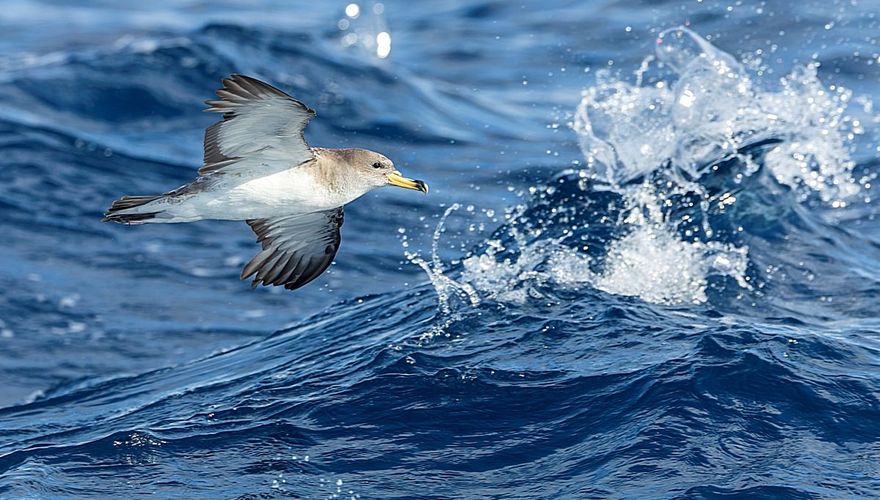 Scopoli's pijlstormvogel / Marc Guyt AGAMI