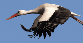 Ooievaar / Nicole de Wal, Fotogalerij