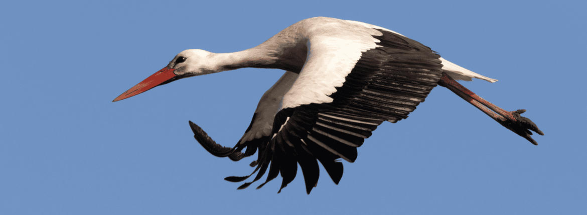 Ooievaar / Nicole de Wal, Fotogalerij