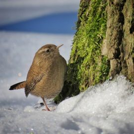 Winterkoninkje in de sneeuw