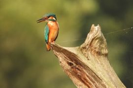 IJsvogel in het zonnetje