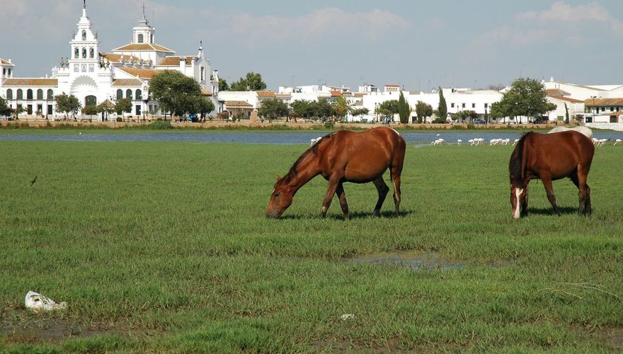 Coto Doñana / Ruud van Beusekom