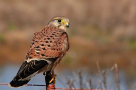 Niet op een toren, maar op een weipaal.