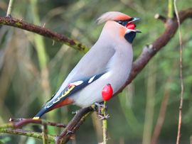 Pestvogel jongleert met besjes