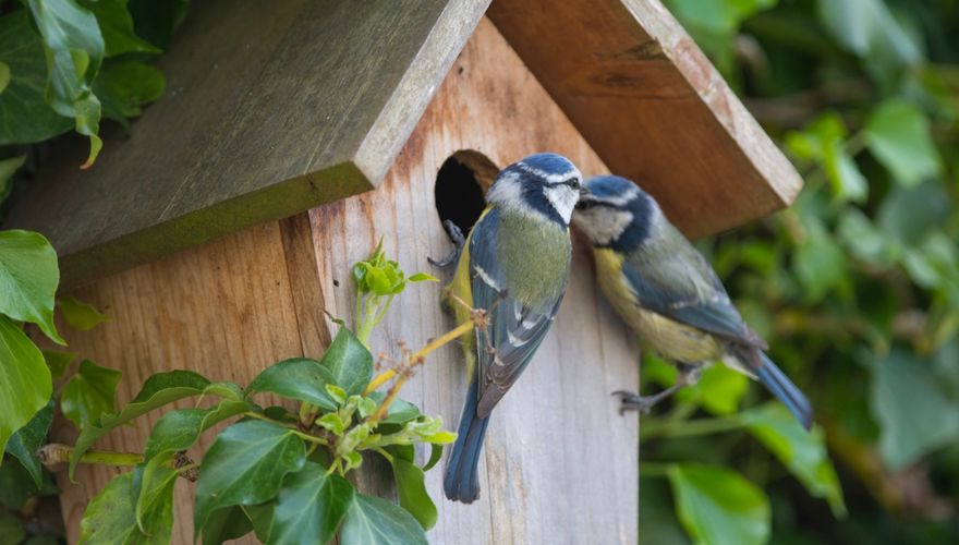 Pimpelmees nestkast / Shutterstock